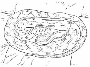 Питон раскраска