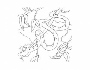 Раскраски питон, Раскраска Раскраска змея ребенку Питон Змея