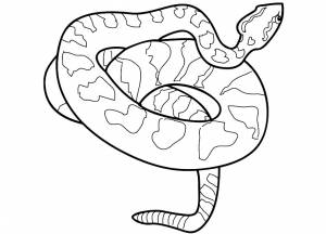 Раскраска питон