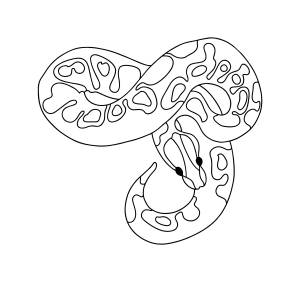 Раскраска Питон ♥ Онлайн и  для детей!