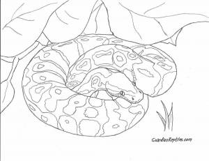 Раскраски Питон