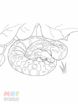 Раскраска Змея питон