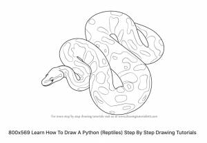 Питон раскраска