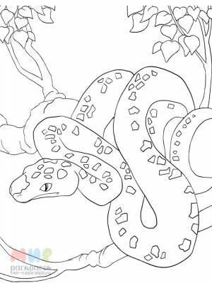 Раскраска Змея питон