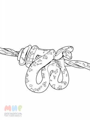 Раскраска Змея питон