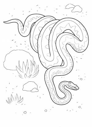 Раскраска Питон