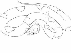 Питон раскраска для детей