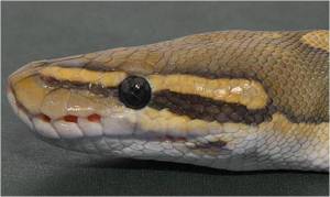 Ball python, Rare animals, Photo reference