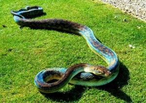 Аметистовый питон