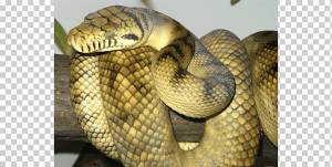 Ядовитая змея Аметистовый питон Reptile Ball python, змея, животные, чешуйчатые Рептя, фауна png