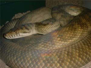 Южные аметистовые питоны в неволе