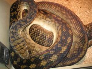 Описание пяти подвидов и локалитетов комплекса Аметистовый питон