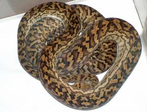 Описание пяти подвидов и локалитетов комплекса Аметистовый питон