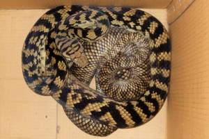 Описание пяти подвидов и локалитетов комплекса Аметистовый питон