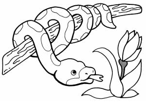 Раскраска Питон