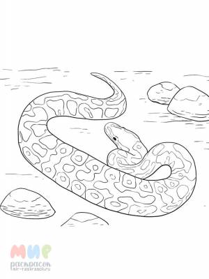 Раскраска Змея питон