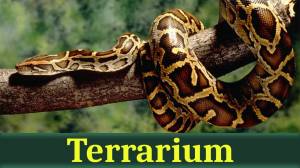 Лазаревский океанариум «Тропическая амазонка»