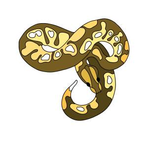 Раскраска Питон ♥ Онлайн и  для детей!