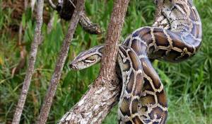 ТИГРОВЫЙ ПИТОН ᐈ Фото и описание ✓