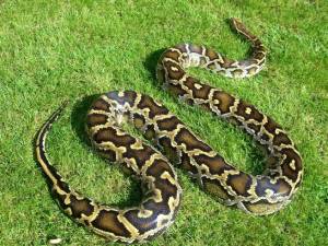 ПИТОН БИРМАНСКИЙ ИЛИ ТЁМНЫЙ ТИГРОВЫЙ