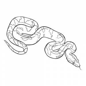 Раскраска Удав