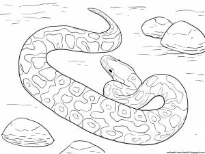 Удав раскраска для детей