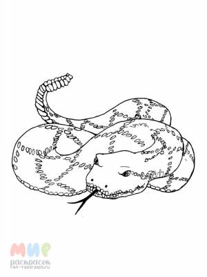 Раскраска Змея удав