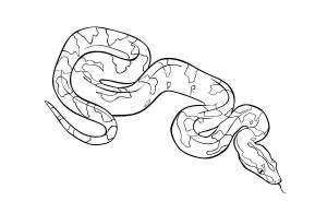 Раскраски Удав