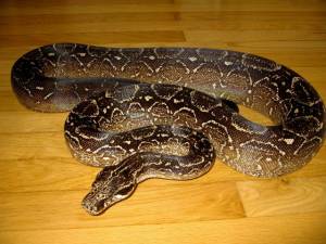 Аргентинский удав