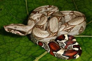 boa constrictor