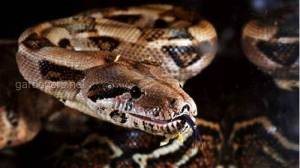 Удав обыкновенный