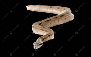 молодой удав на белом фоне шелушится PNG , краснохвостый удав, коричневый, удав PNG рисунок для й загрузки