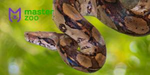 Императорский удав