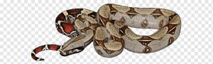 Учебная программа по ювелирным украшениям кузова для автомобилей Reptile, Boa Constrictor, ребенок, автомобиль, удав Constrictor png