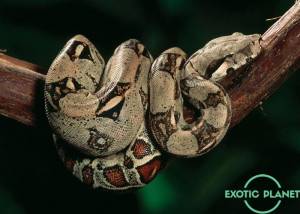Exotic Planet » Удав обыкновенный императорский