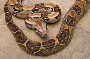 Императорский удав