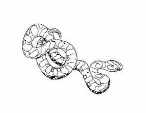 Раскраски удав, Раскраска Удав каа змея