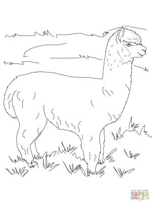 Alpaca coloring pages