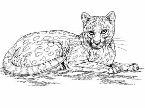Раскраски дикий кот