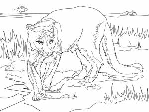 Раскраски животные дикие кошки