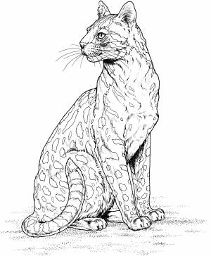 Рисунки диких кошек для срисовки