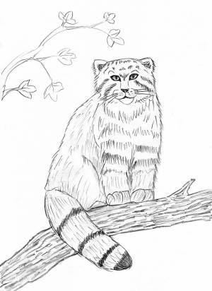 Раскраски дальневосточный лесной кот