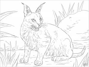 Раскраски дикий кот