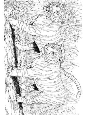 Раскраски Дикие кошки