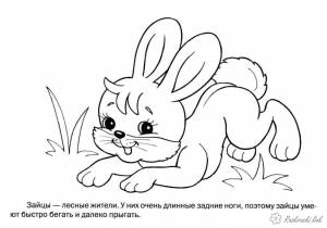 Раскраска зайчик, зайцы, дикие животные, раскраски детские, простые раскраски