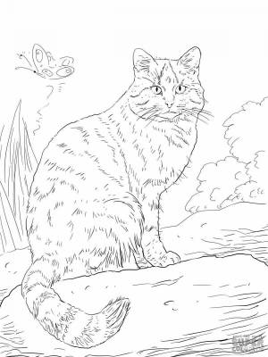 Раскраски лесной котенок