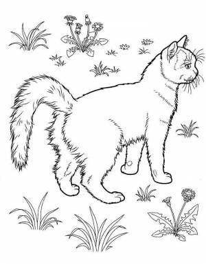 Раскраски Кошки И Котята