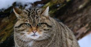 Кавказский лесной кот