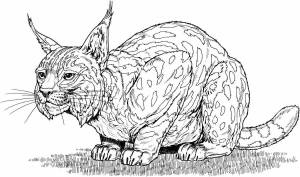 Раскраски Дикие кошки