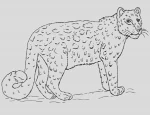 Снежный барс раскраска